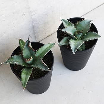 アガベ Blue cactus 71l6pcn96OL._UF350,350_QL50_.jpg